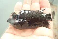Pacific Barreleye Fish (Macropinna microstoma) with transparent fluid-filled head and glowing green tubular eyes in deep water