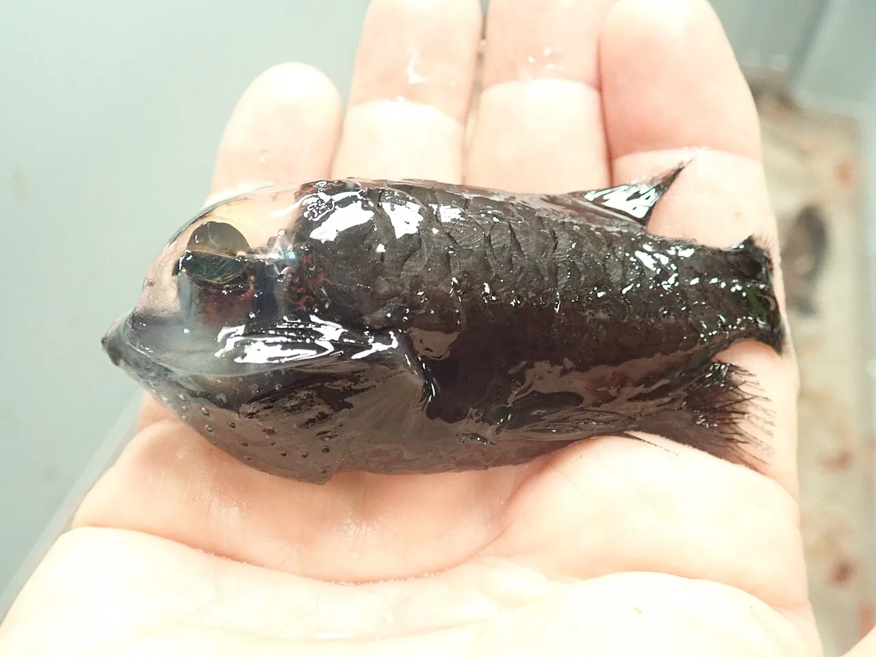 Pacific Barreleye Fish (Macropinna microstoma) with transparent fluid-filled head and glowing green tubular eyes in deep water