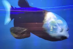 Barreleye Fish (Macropinna microstoma) glowing in oceanic bathypelagic zone