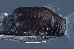 Barreleye relative (Opisthoproctus soleatus) displaying ventral bioluminescent sole organ in deep ocean