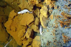 Deep-sea abyssal ocean floor exploration showing native bathypelagic habitat