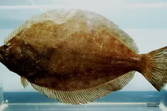 Mesopelagic deep-sea fish swimming in dark twilight ocean depths