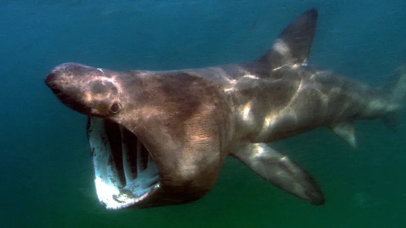 Basking Shark dorsal fin breaking surface water in open ocean