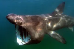 Basking Shark dorsal fin breaking surface water in open ocean