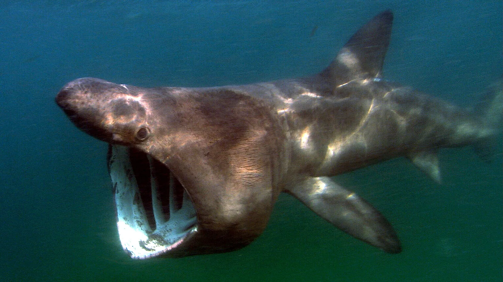 Basking Shark dorsal fin breaking surface water in open ocean