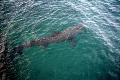 Basking Shark swimming in coastal Scottish waters