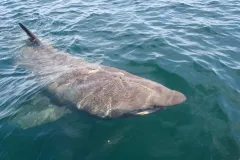 Underwater profile of Basking Shark revealing elongated gill slits