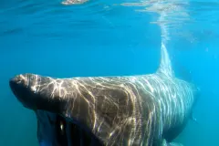 Basking shark photographed from research vessel off Atlantic coast