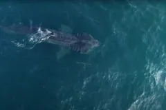 Aerial view of colossal basking shark cruising through deep ocean water with flared gill rakers
