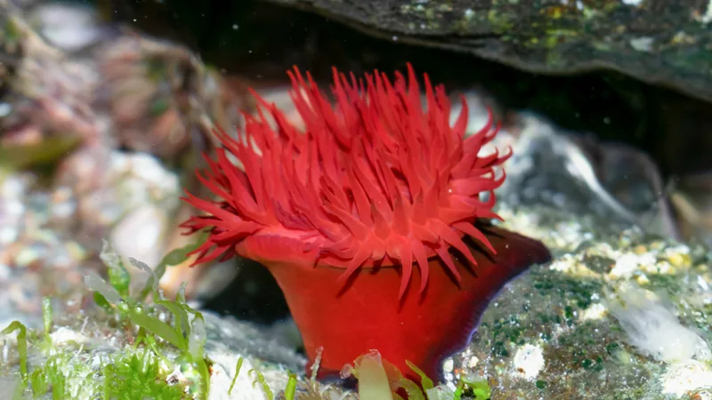 Red beadlet anemone with its tentacles spread open in a rock pool