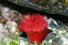 Beadlet Anemone