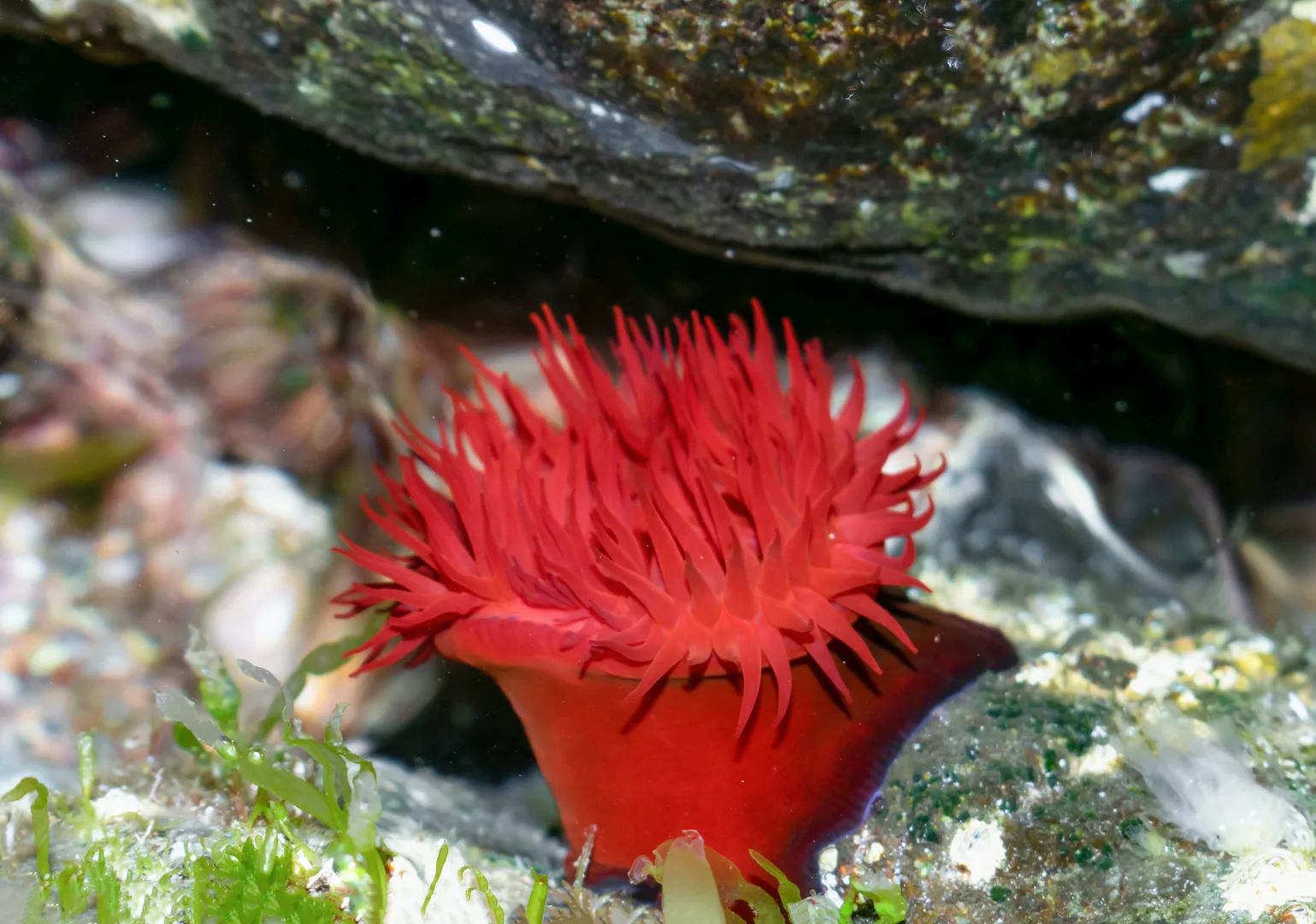 Beadlet Anemone