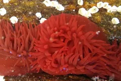 Two red beadlet anemones with crowded tentacles open underwater