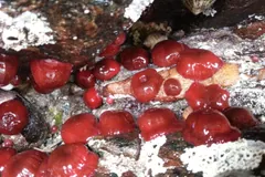A cluster of closed beadlet anemones as glossy red blobs on a rock at low tide