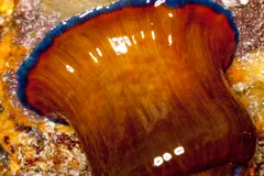 Closed brown beadlet anemone with a ring of blue spots around its top