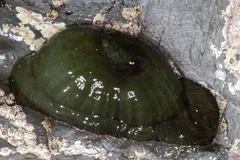 Closed green beadlet anemone clinging to a grey rock