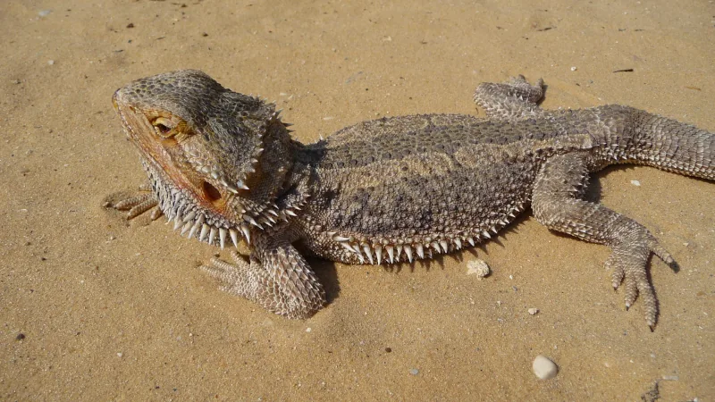 Central Bearded Dragon in natural environment