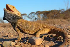 Central Bearded Dragon
