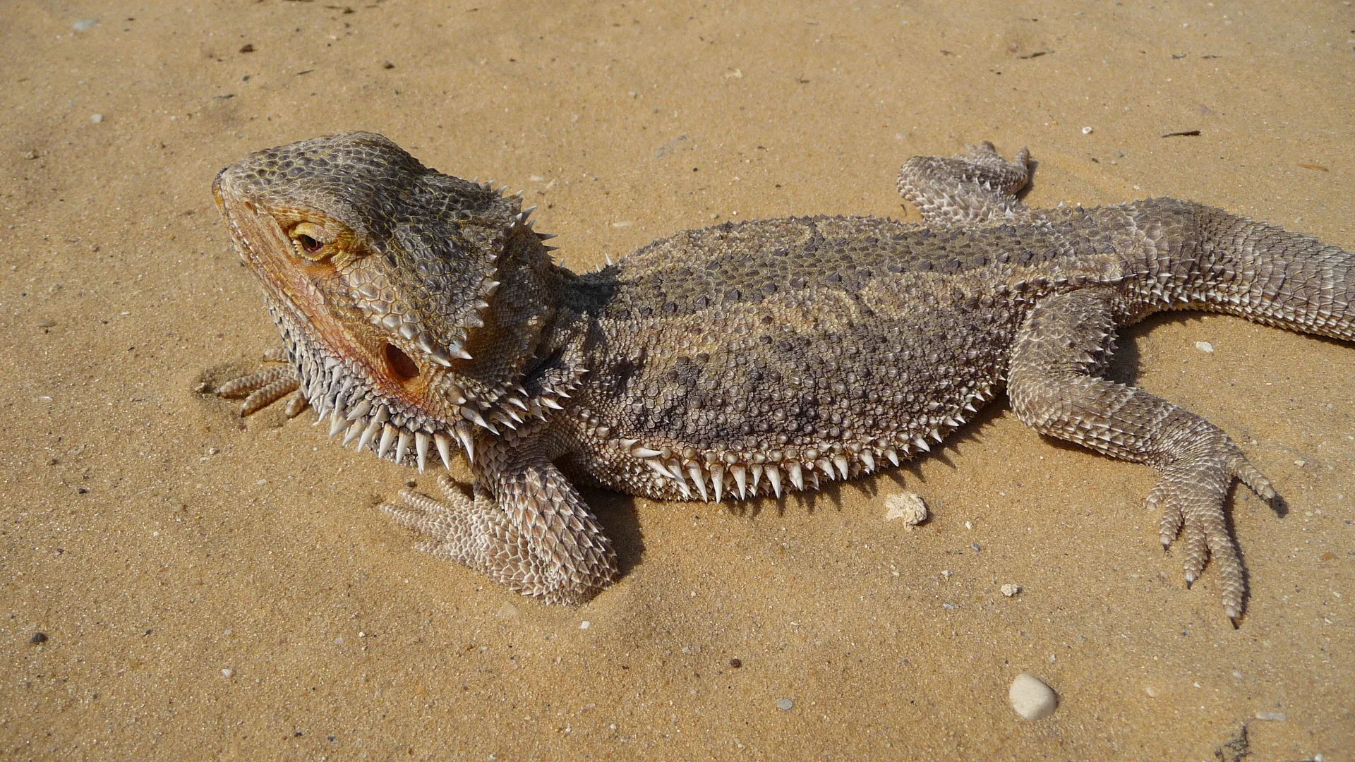 Central Bearded Dragon in natural environment