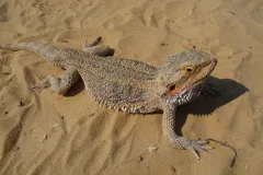 Central bearded dragon on rippled sand with its head raised and its ear opening showing behind the eye
