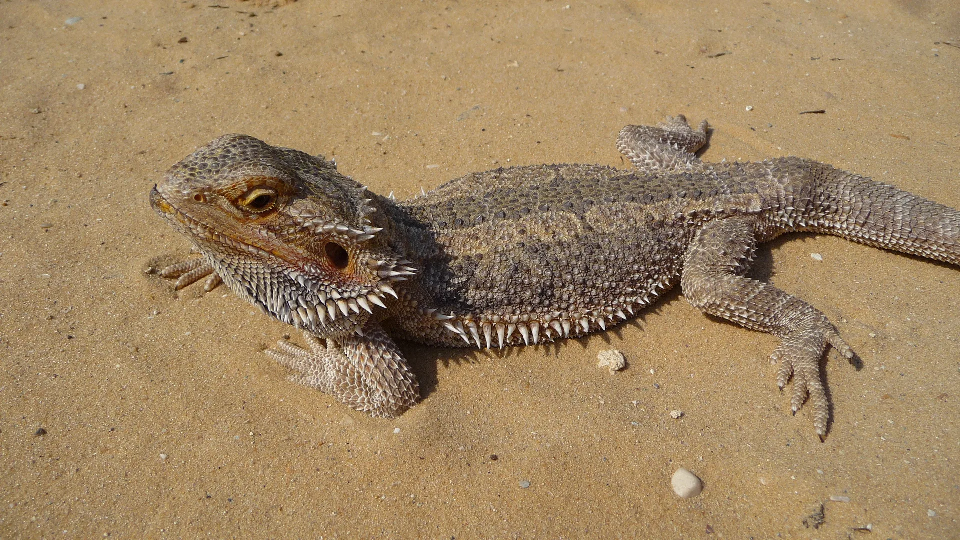 Central Bearded Dragon in natural environment