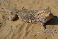 Central bearded dragon on sand with the spines of its beard fanned out under its chin