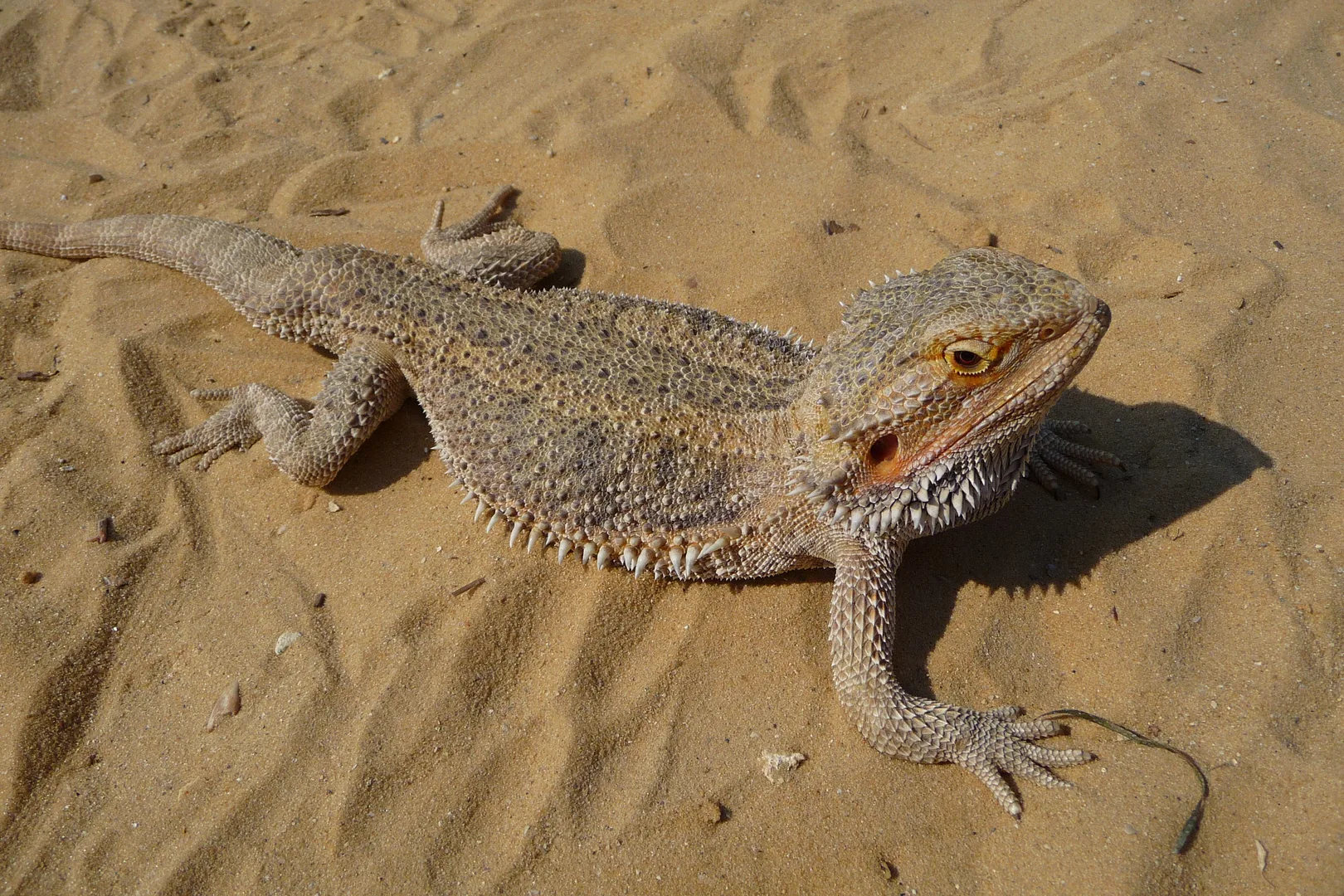 Central Bearded Dragon in natural environment