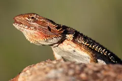 Head and shoulders of a bearded dragon raised above a rock, rows of pale spines along its throat and flank