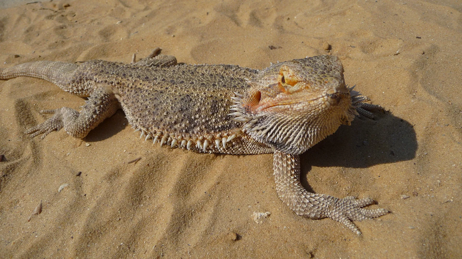 Central Bearded Dragon in natural environment