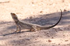 Bearded dragon standing high on pale stony ground, its long dark tail curving behind it