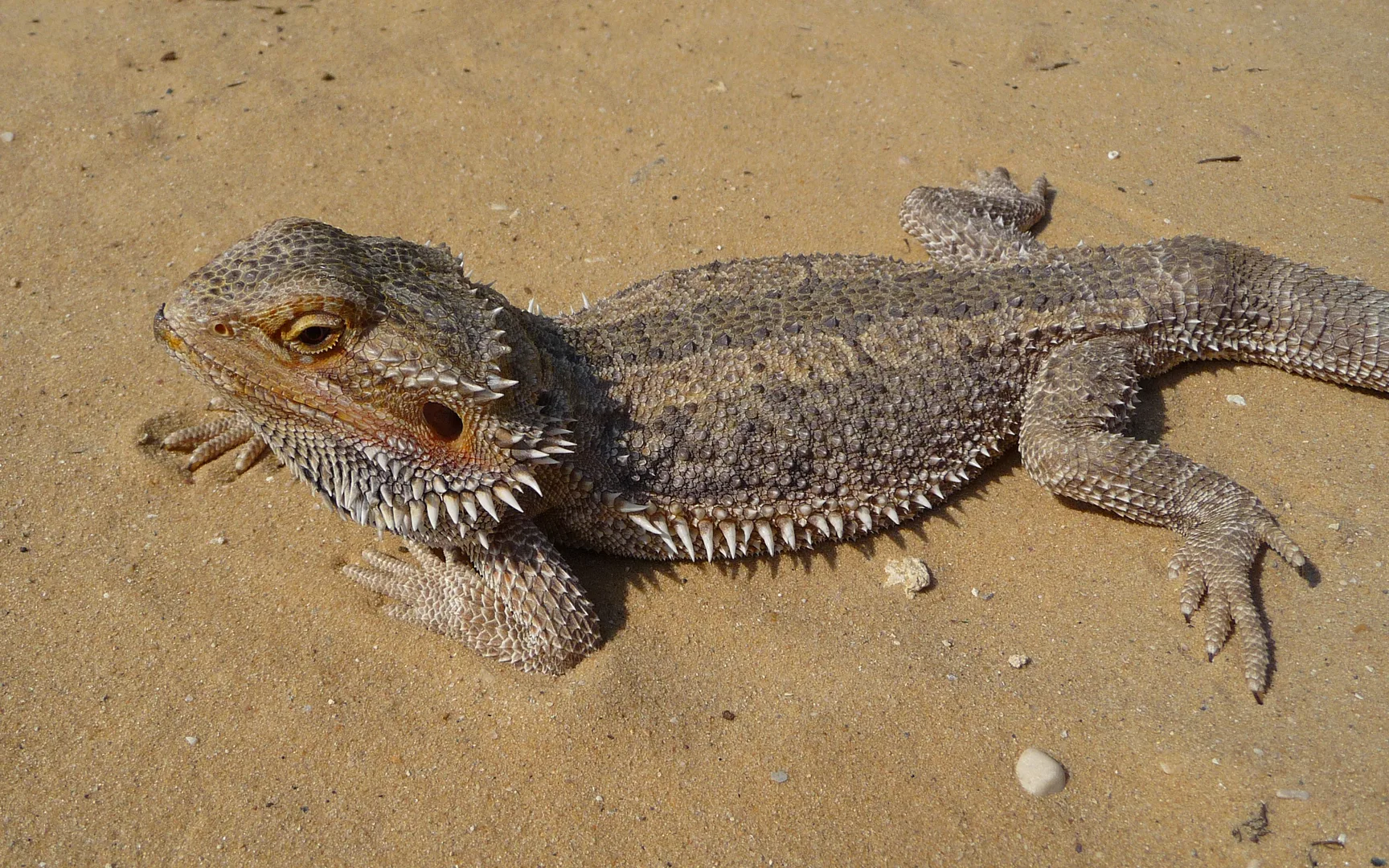 Central Bearded Dragon in natural environment