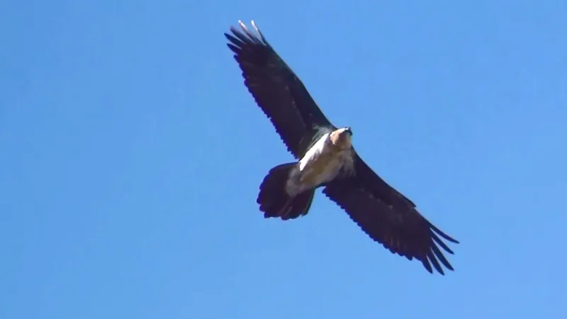 Adult bearded vulture soaring against a clear blue sky, its long dark wings spread and pale underside showing