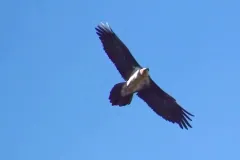 Bearded Vulture