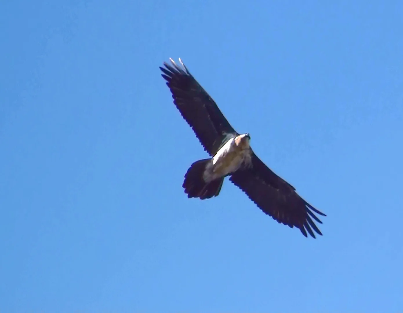 Bearded Vulture