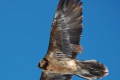 Close view of a bearded vulture in flight from below, one long brown wing raised against a blue sky