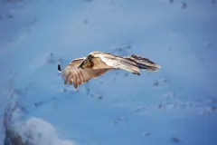 Bearded vulture gliding with its wings spread above a snow-covered slope