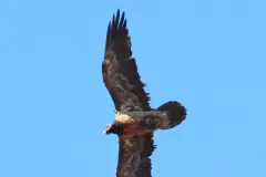 Gypaetus barbatus, near Giant's Castle, Drakensberg, KZN, South Africa