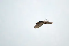 The bearded vulture (Gypaetus barbatus) in flight from Uttarakhand