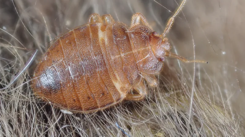 Bed Bug in this matchup