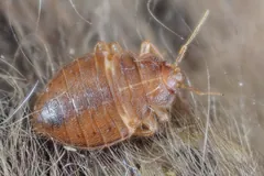 Bed Bug