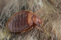 Bed bug nymph seen from the side in a bat's fur, its short antennae forward