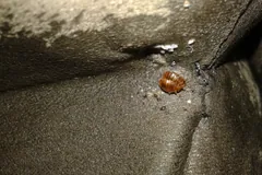Two bed bugs mating on a dark surface beside a cluster of pale eggs