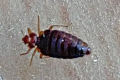 Bed bug with a dark, swollen abdomen on a sandy-coloured wall