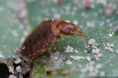 Bed bug with a reddish-brown banded abdomen beside pale specks on a green surface