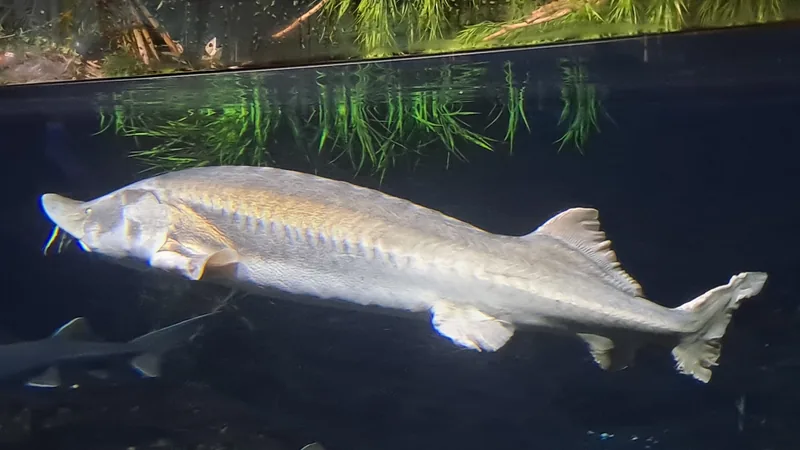 Large pale beluga sturgeon swimming in a dark aquarium tank above smaller sturgeons