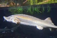Beluga Sturgeon
