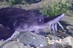 Head of a beluga sturgeon with its pointed snout and barbels, over rocks in an aquarium