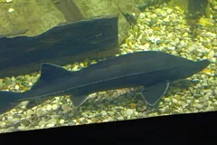 Dark beluga sturgeon gliding over a gravel bed in an aquarium