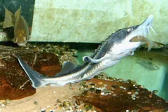 Young beluga sturgeon with a pointed snout and rows of bony plates swimming over gravel