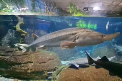 Beluga sturgeon swimming over rocks in a large aquarium, smaller sturgeons below it